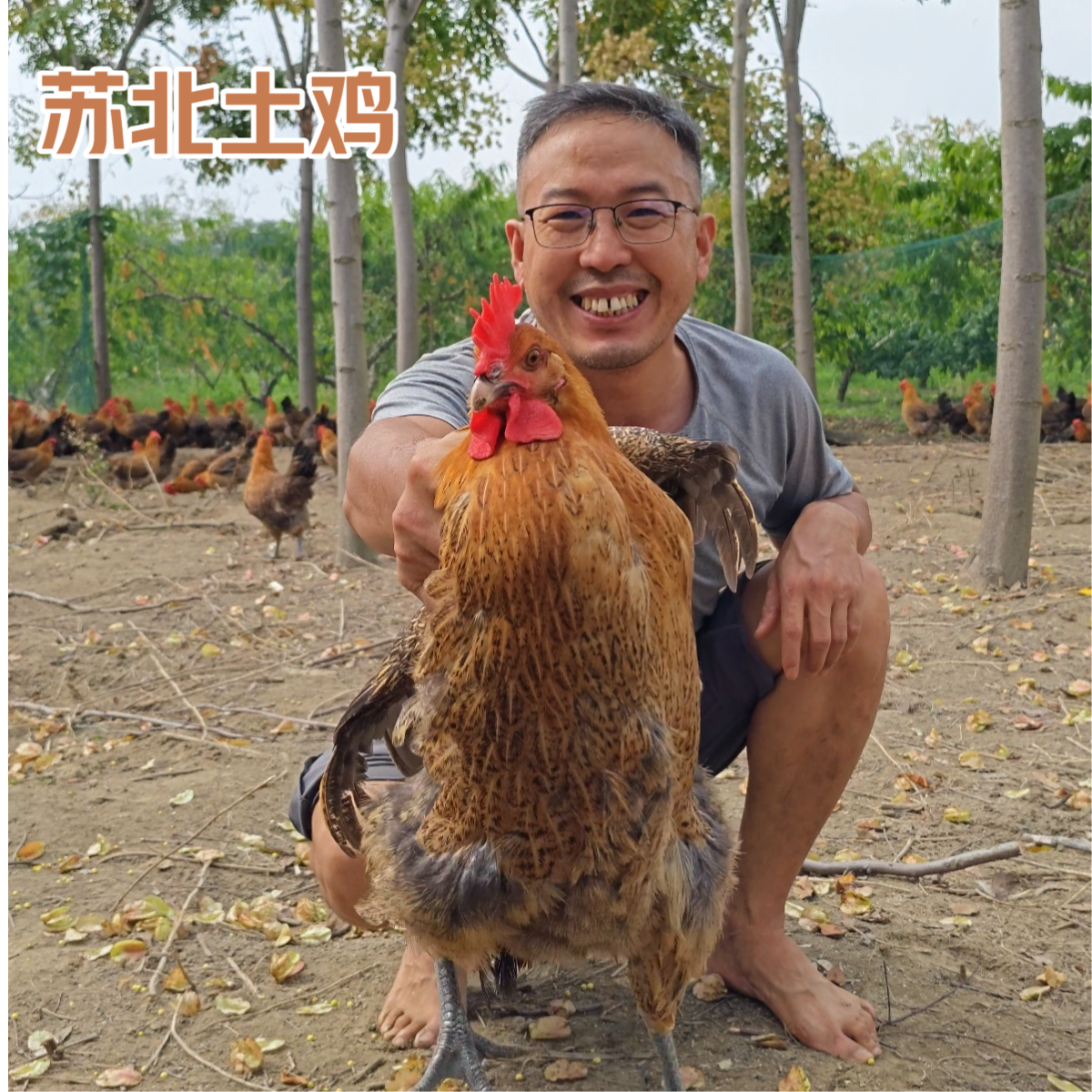 【两大只母鸡】7-8斤鸡场直发苏北散养麻羽青脚土鸡农家散养鸡下蛋母鸡