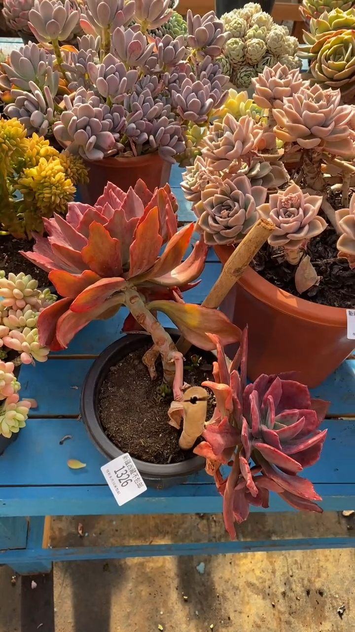 【闪购商品】1326钻石锦