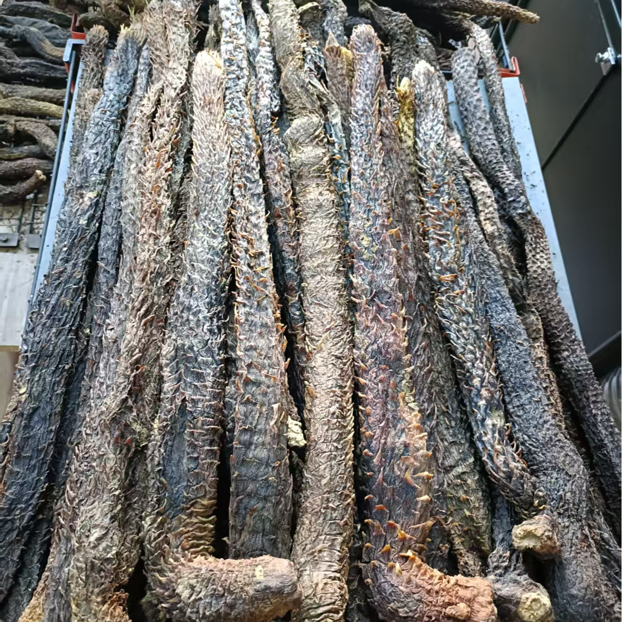 【一物一拍 阿拉善巴丹吉林荒漠肉苁蓉 整根】