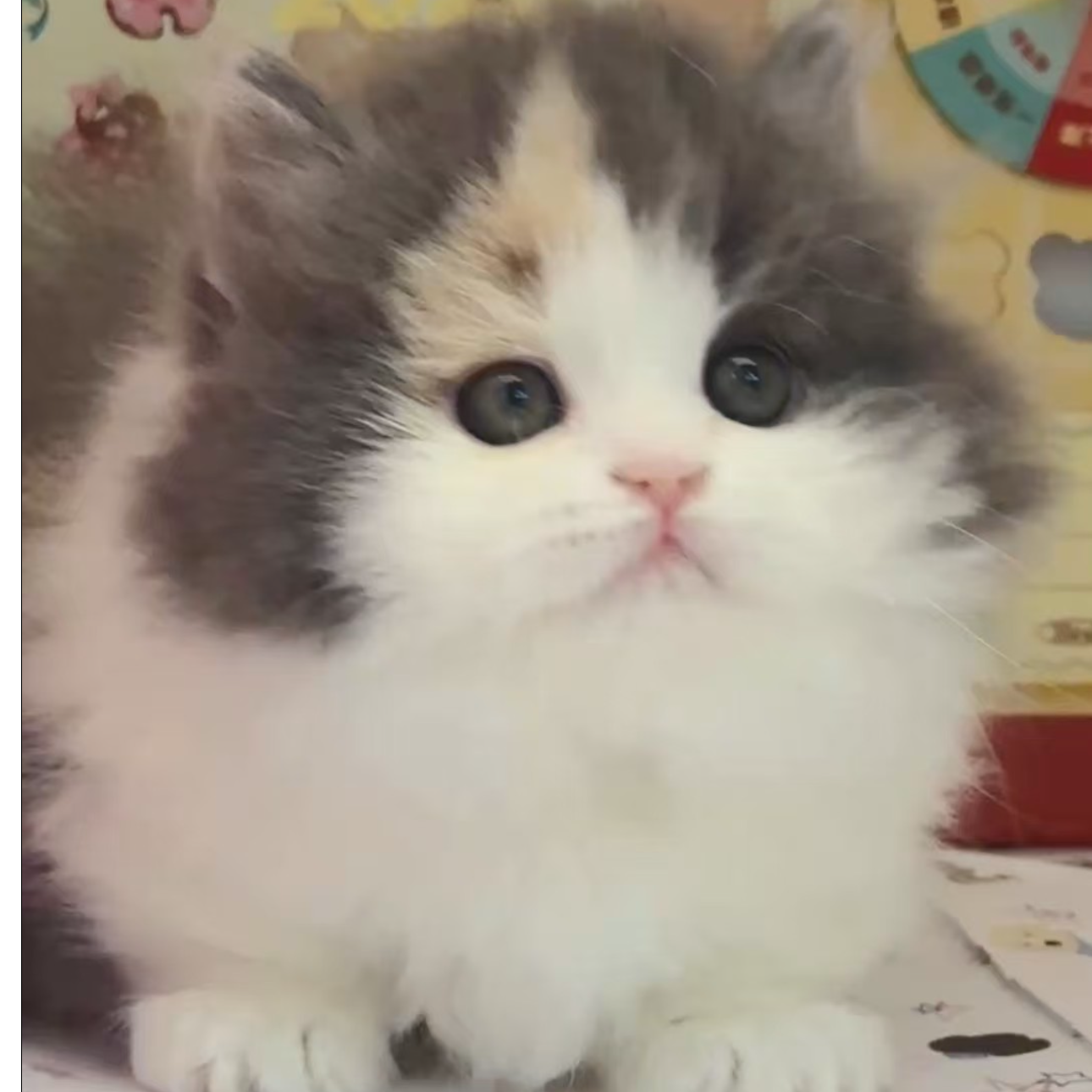 【小胡子矮脚猫舍】宠物活体猫咪链接