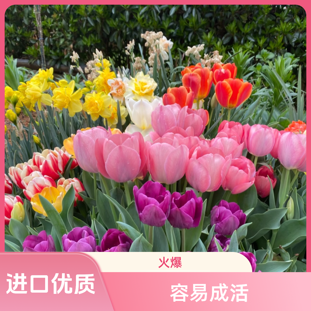 【只有球】荷兰进口郁金香大球耐寒水培土培适用室内外种植懒人专属