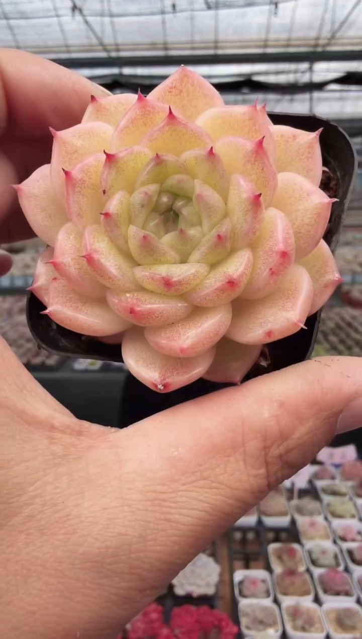 东云多肉园新款-90