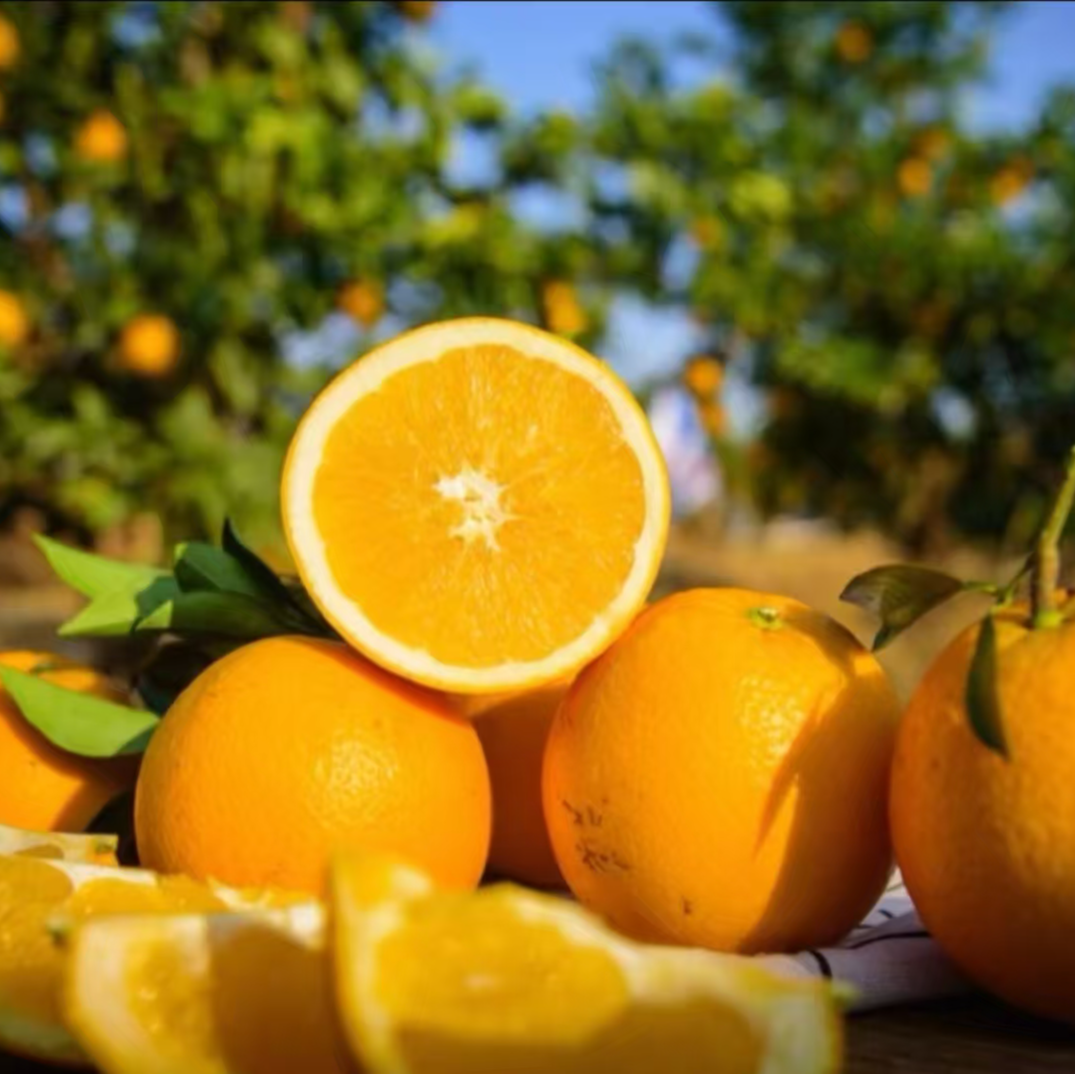 【福袋专享】高山脐橙3斤装标准果两寿宁长寿乡脐橙鲜果