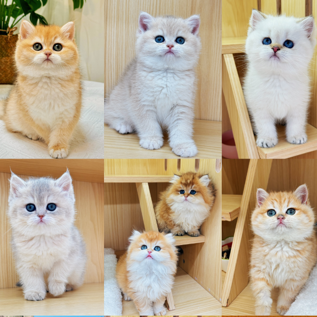 猫加精品家庭宠物金渐层蓝金