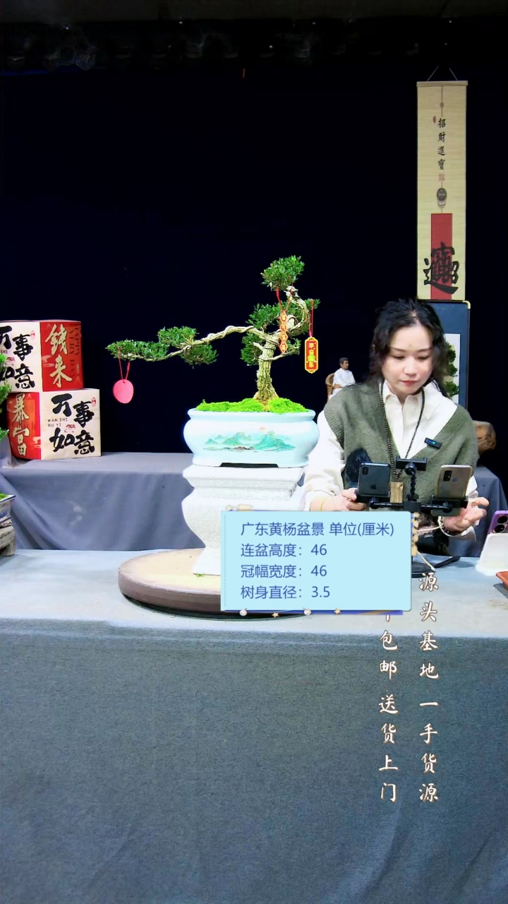 【闪购商品】黄杨盆景黄杨盆景