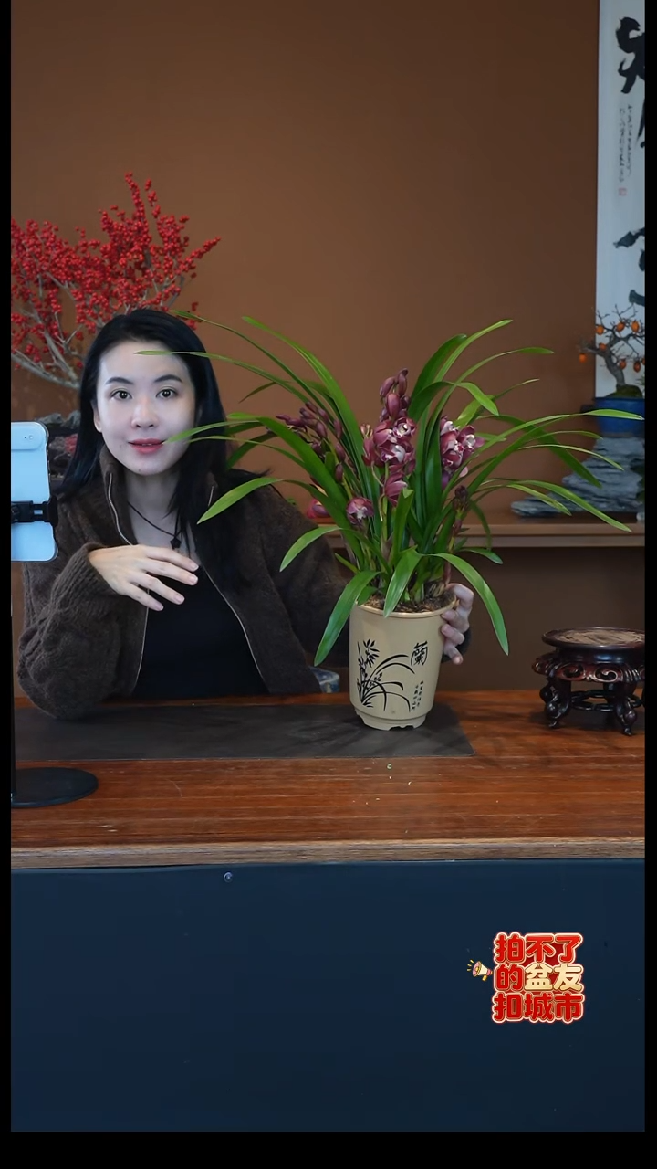 全部花朵红宝石盆景盆景