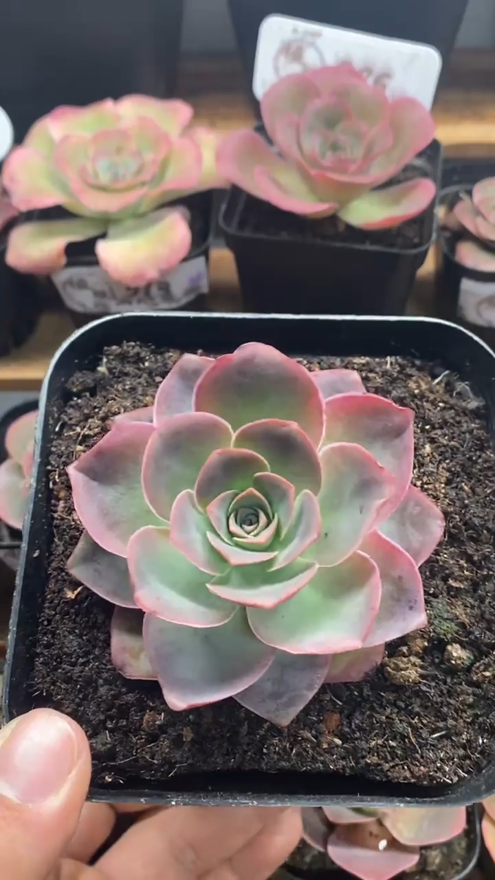 楹楹山地玫瑰/141/7cm
