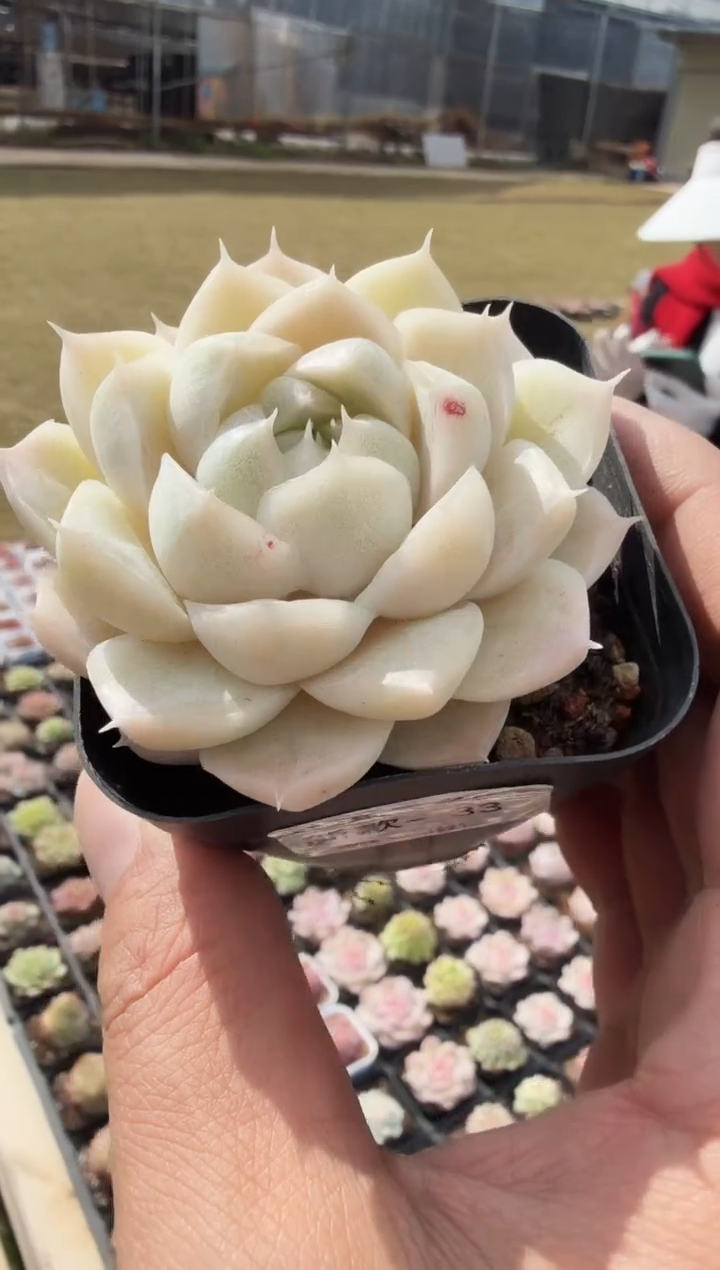 东云多肉园新款-33