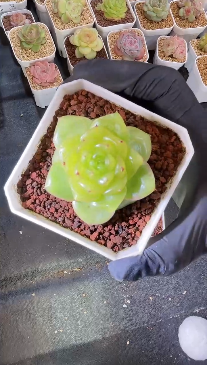 闪购2256  心机珍妮多肉一颗4厘米