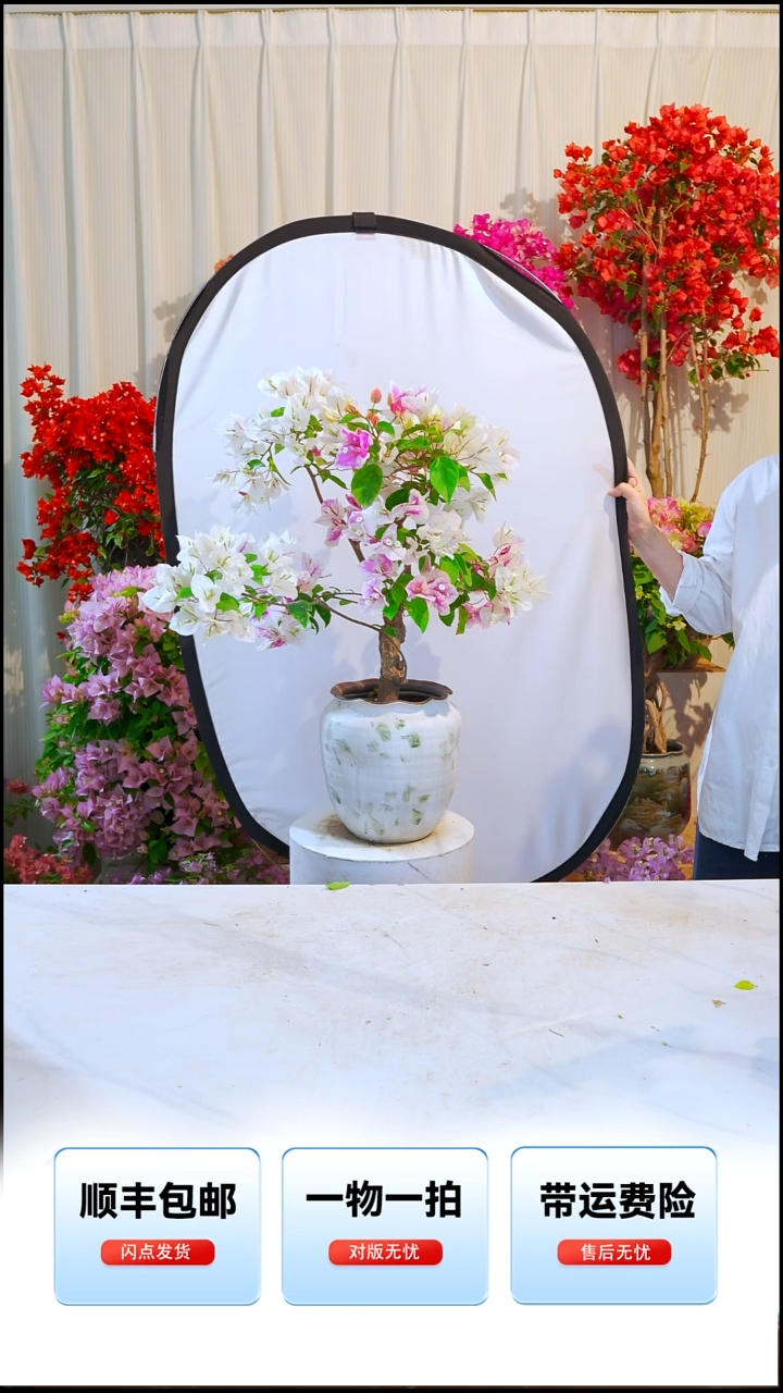 大部分开放少量花苞小*漳红樱