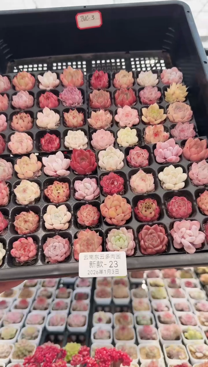 东云多肉园新款-23   其中1份