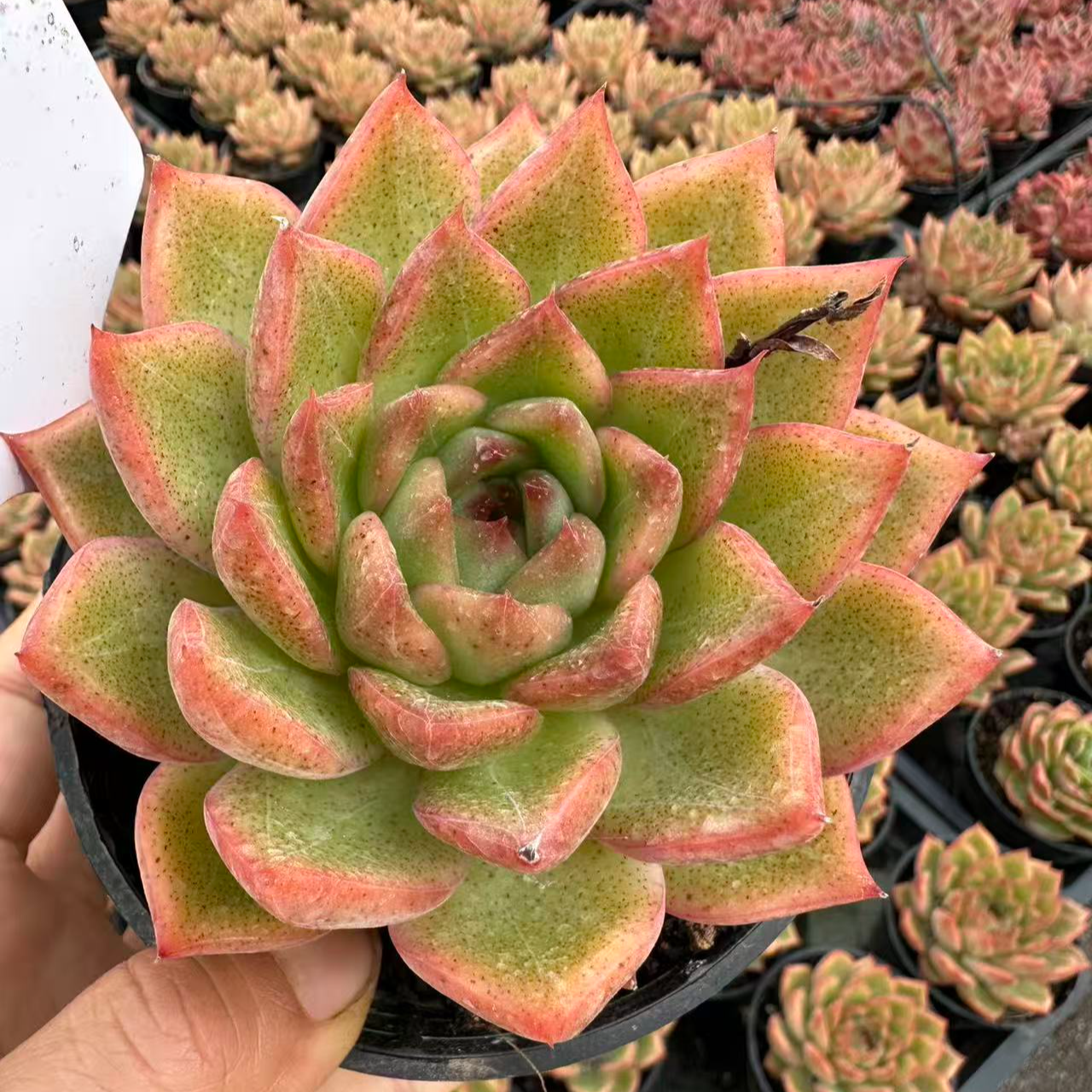 10#雀斑女王多肉植物     前男友精品多肉 sm1049