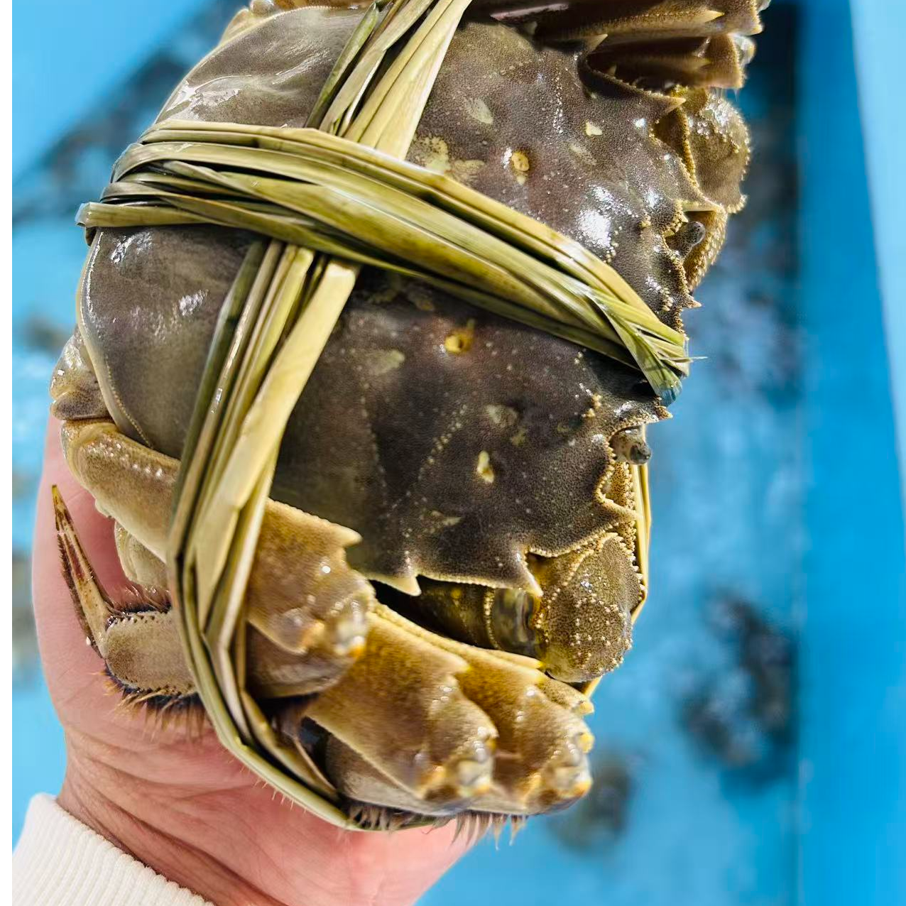 江苏鲜活大闸蟹2.8母蟹（2.7-2.9两）1只起装28