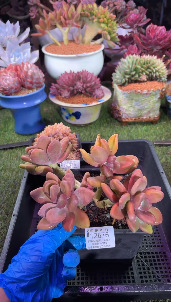 【闪购商品】12676