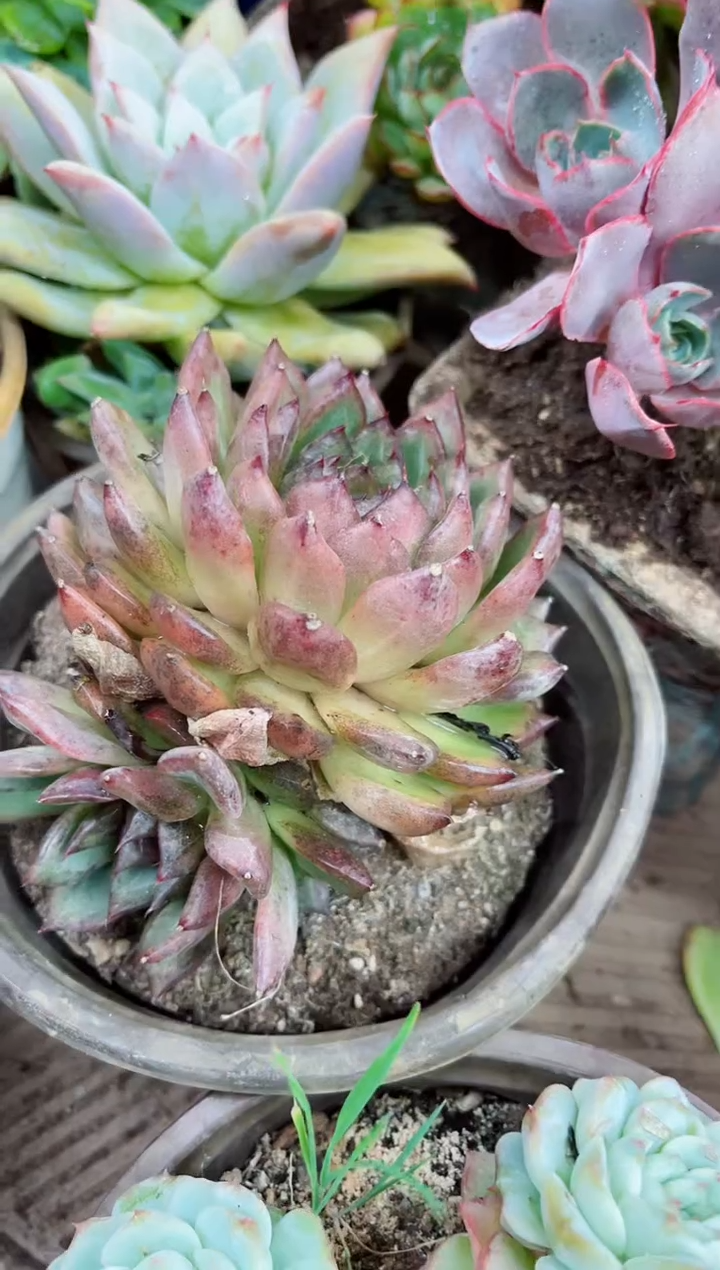 小*明23079多肉植物一物一拍