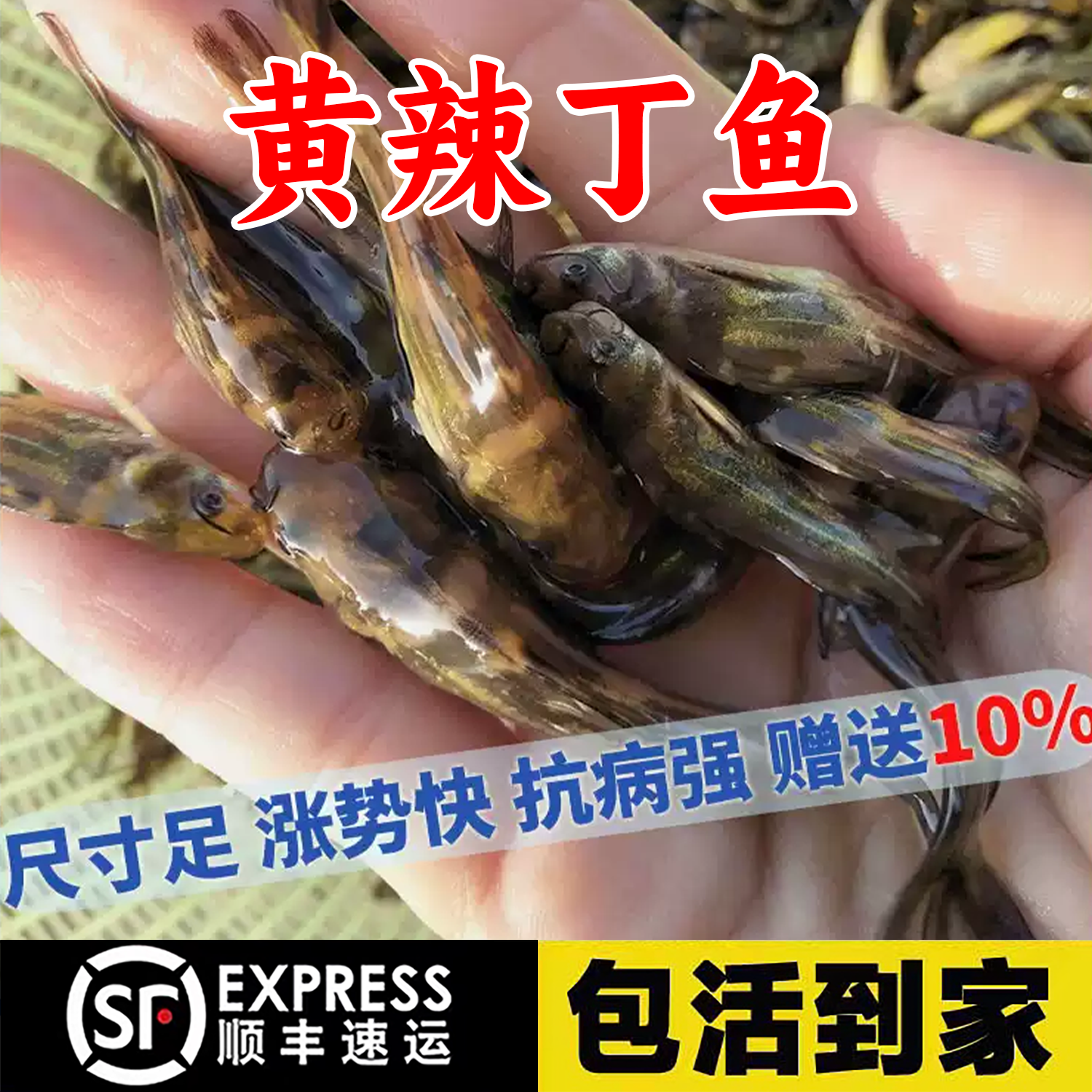 浙江黄辣丁鱼黄骨鱼黄颡鱼淡水养殖食用黄丫头黄鸭叫昂刺鱼