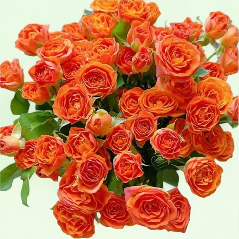 高端花材云南基地直发多头云南鲜花直发玫瑰