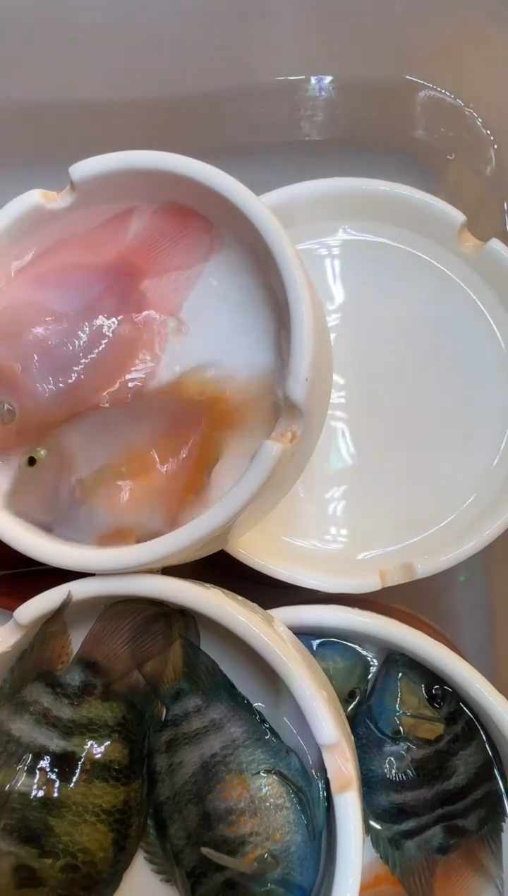 鹦鹉鱼胭脂一对宝蓝一对