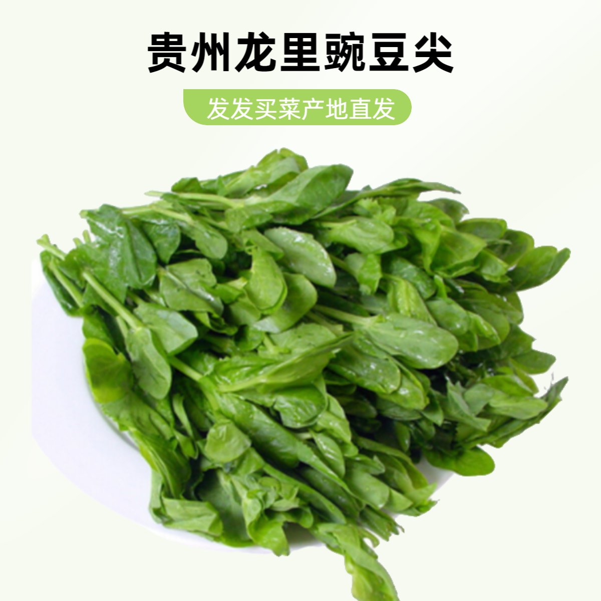 贵州龙里豌豆尖约250g±5g/份(需要去根 火锅菜)有花正常豌豆