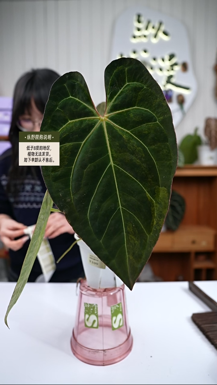 完全开放Y109华丽锦杂