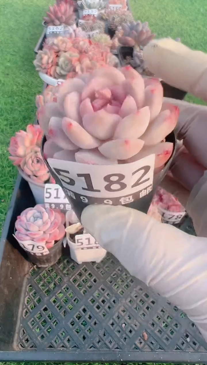 【闪购商品】信福多肉一物一拍