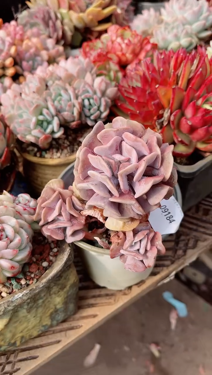 【闪购商品】09184