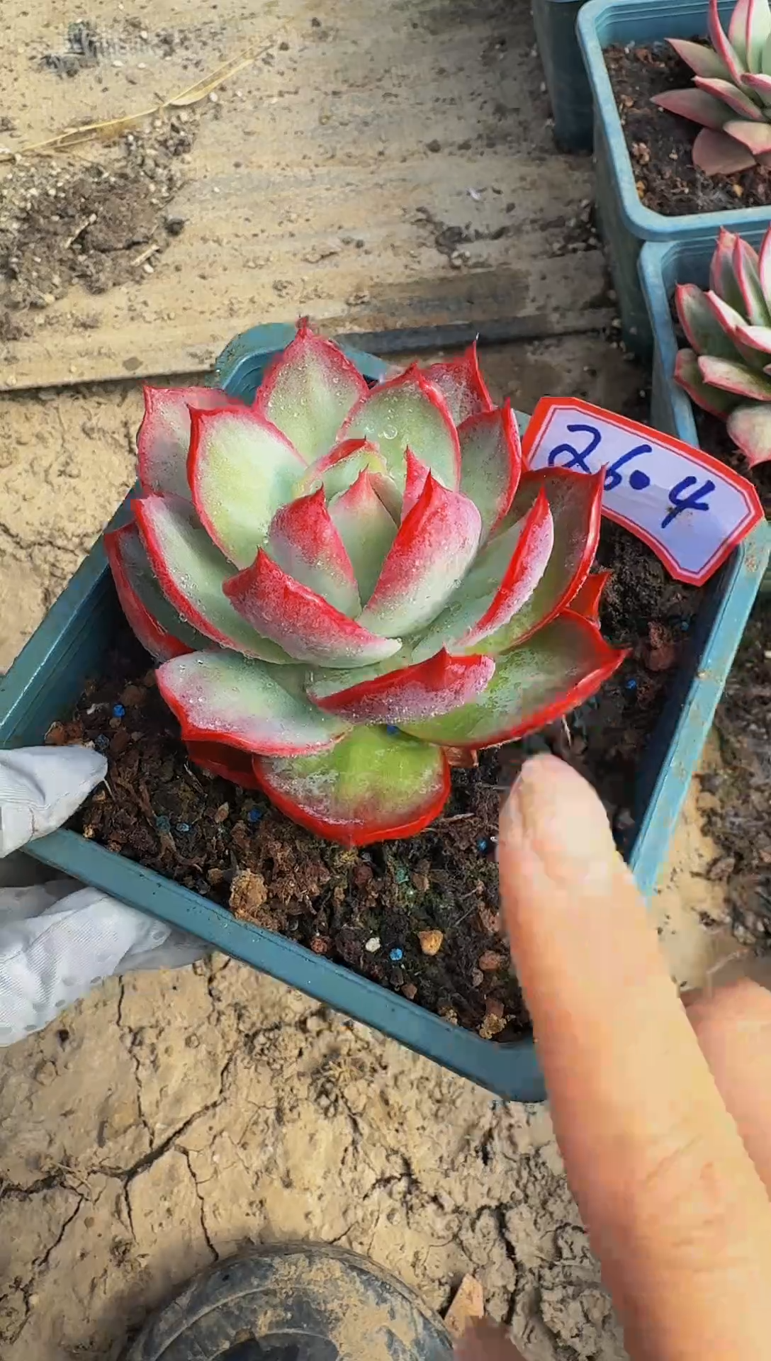 2604惊鸿仙子（裸根发货）