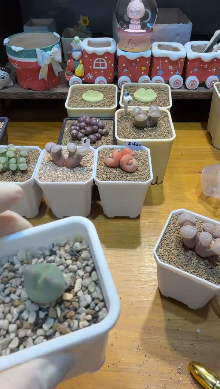 歪****o25.12.31-念念充值