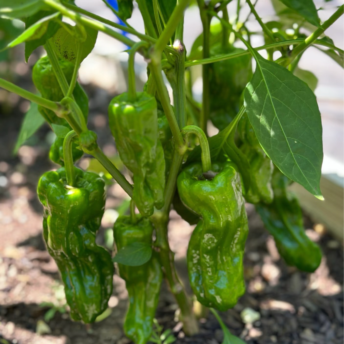 【顺丰包邮】现摘薄皮辣椒新鲜菜味浓郁虎皮青椒kg包邮江苏省