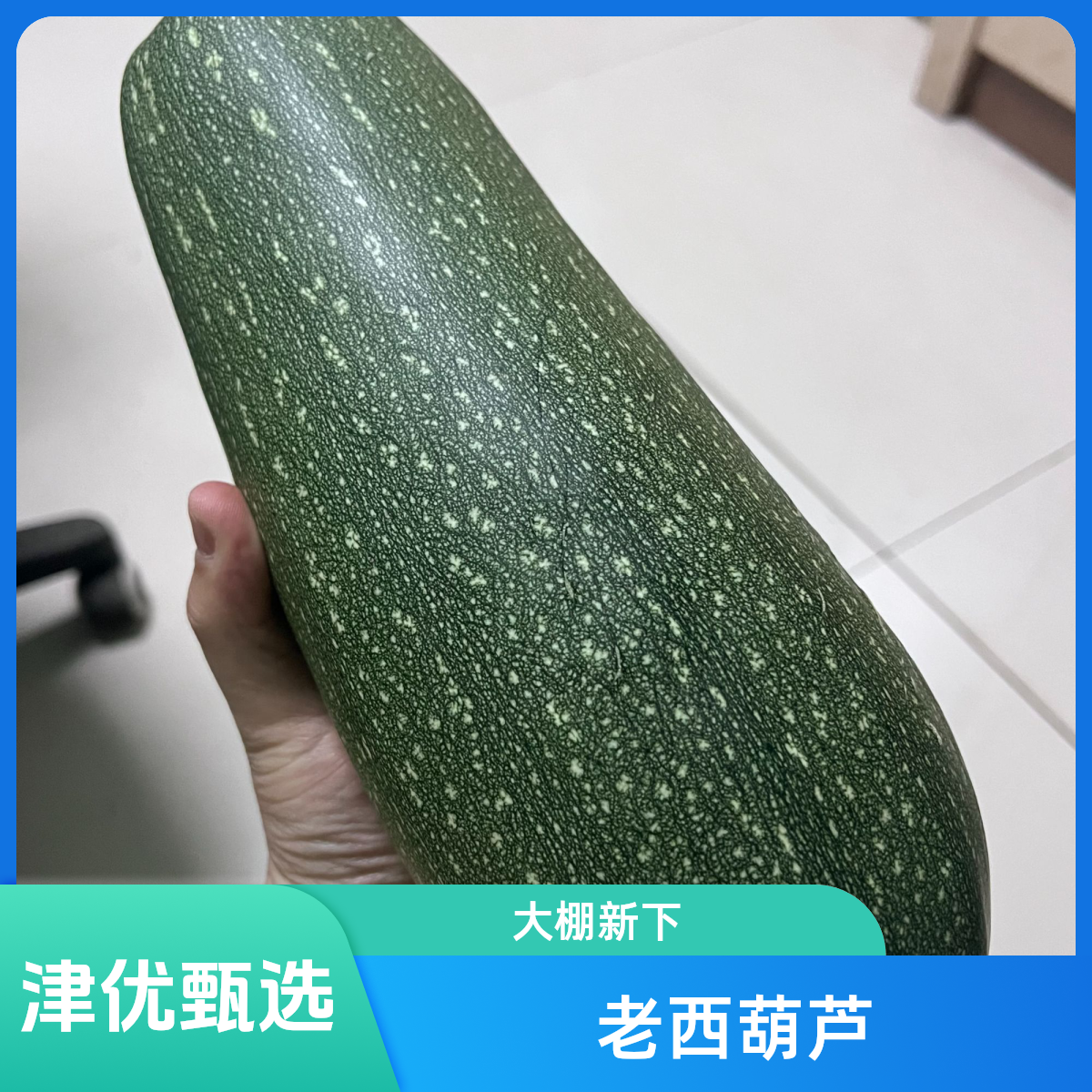 【京东特快】老西葫芦福利特惠大棚新下（2.5-4斤/个）