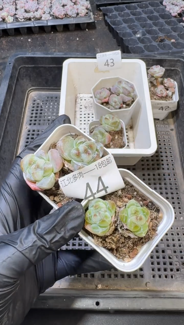 44号到手1框-一物一拍