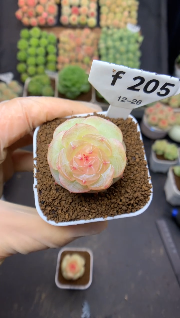 f205 霓虹灯 可带盆土 22