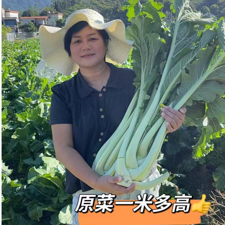 增城迟菜心 家庭实惠装 5斤/8斤 顺丰配送