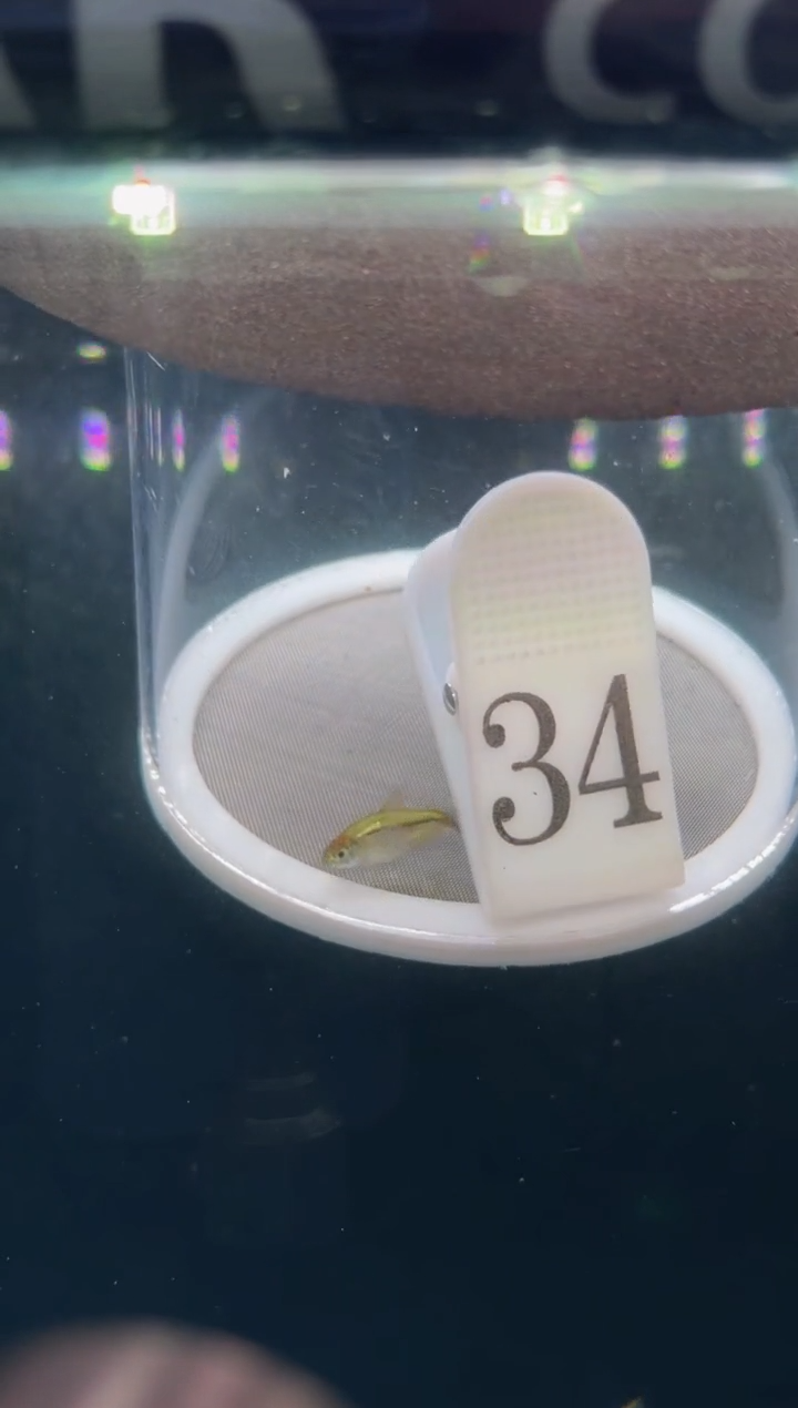 灯科鱼【34】   杂灯