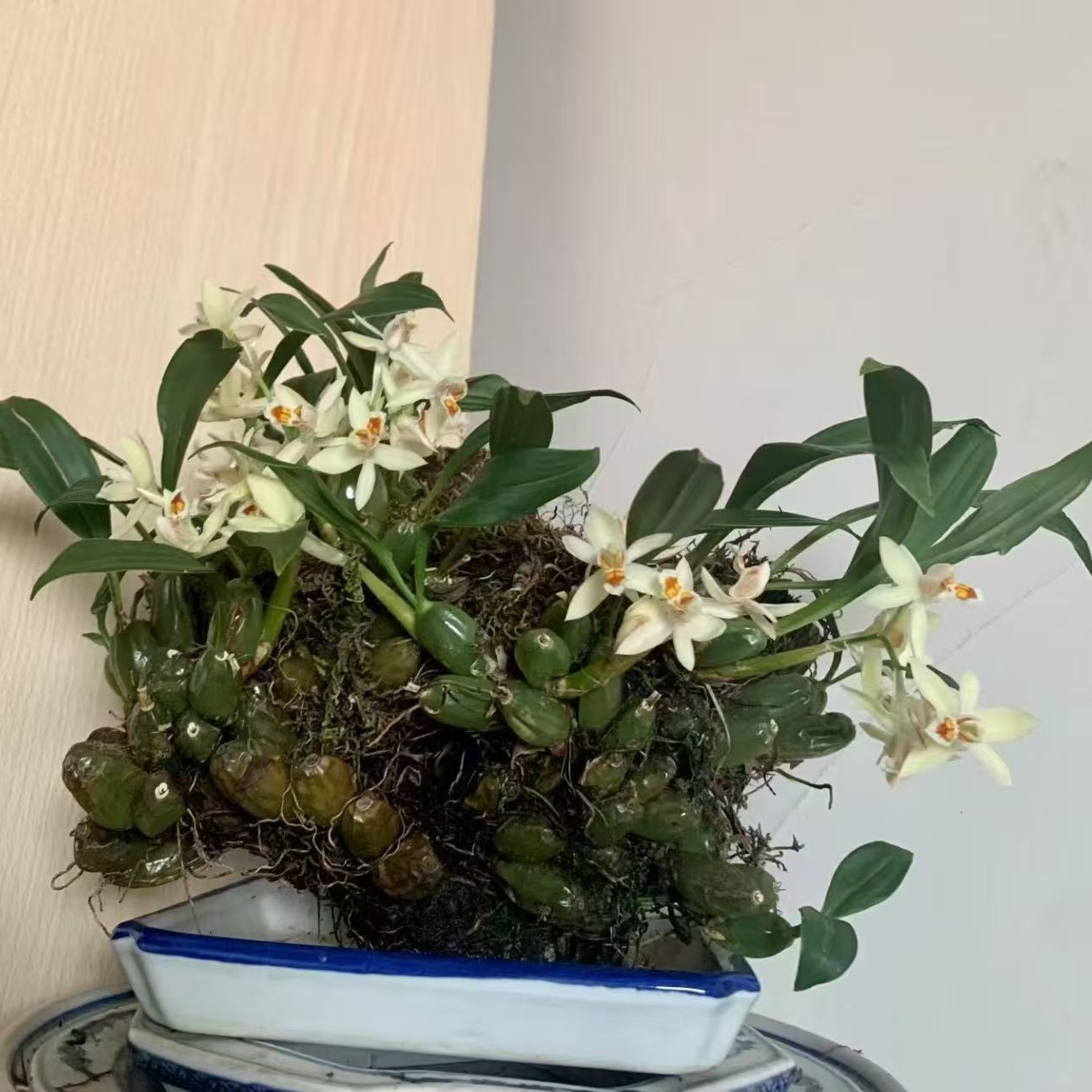 一物一拍网红寄生绿植（石斛）