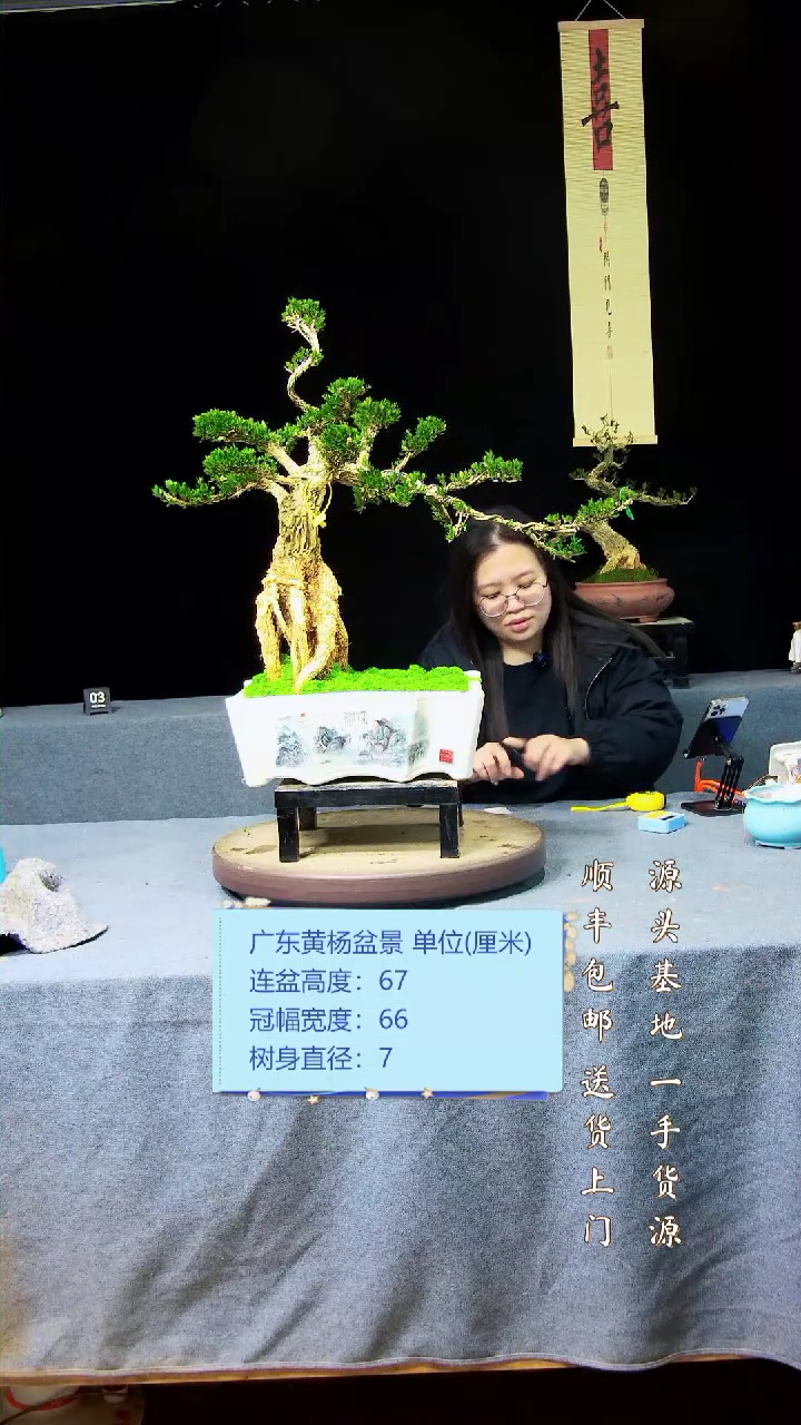 【闪购商品】黄杨盆景黄杨盆景
