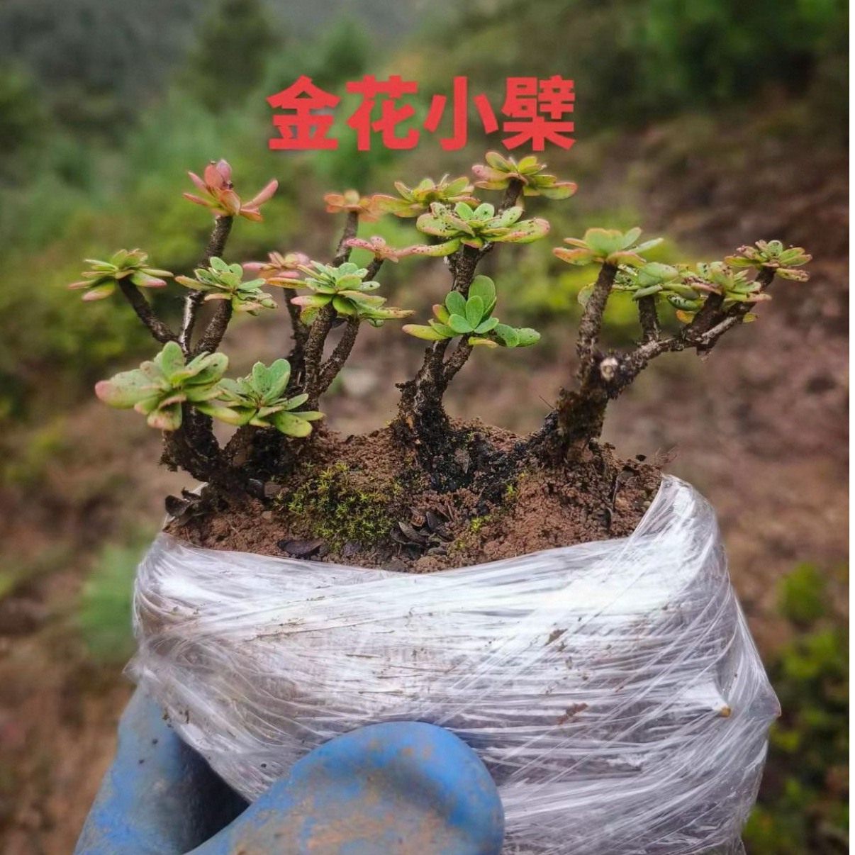 金花小檗 直播间一物一拍