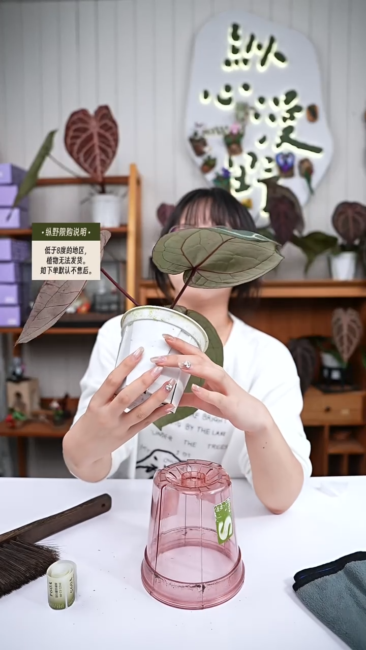 完全开放Y92 紫水晶杂