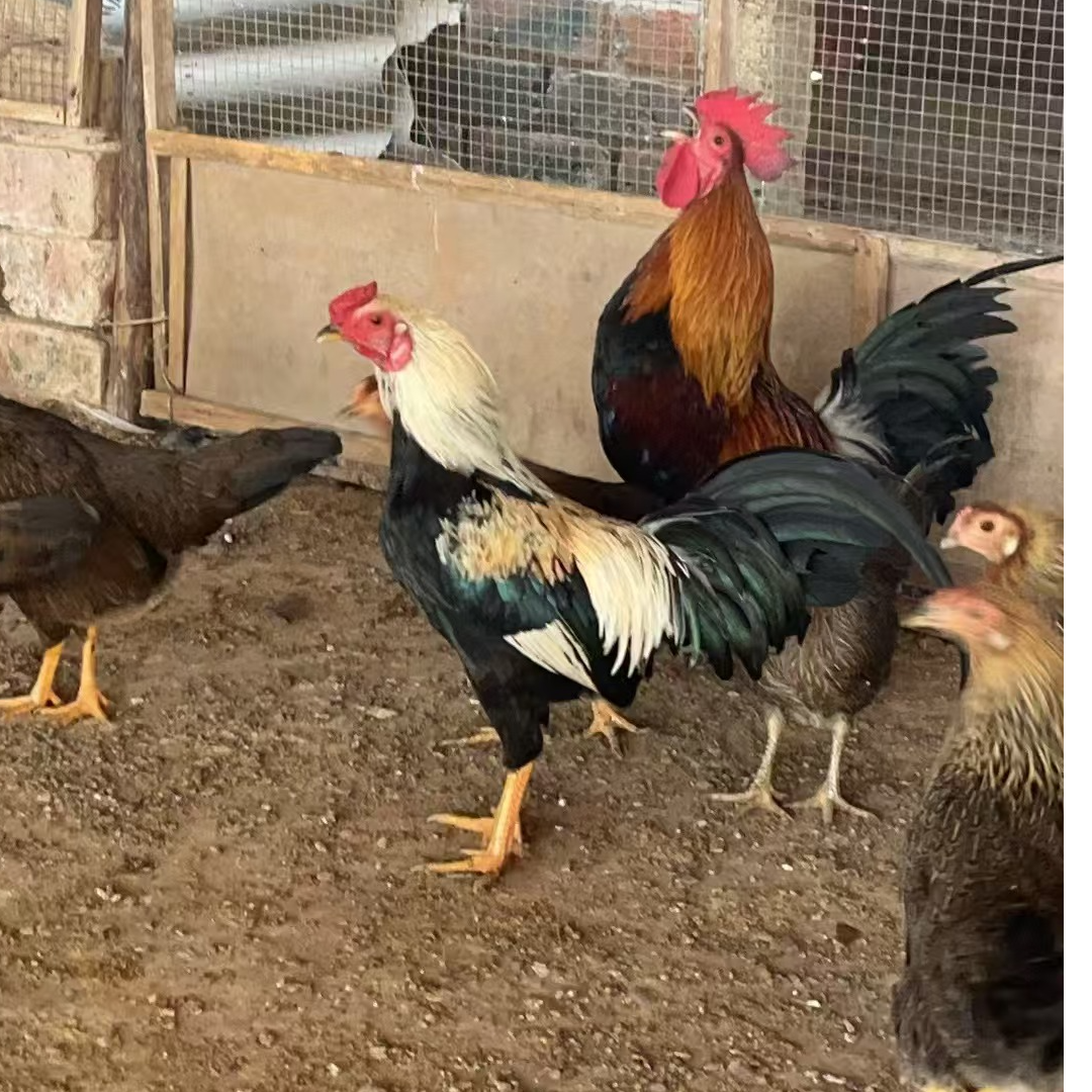 五彩山鸡,各种花样1只公鸡