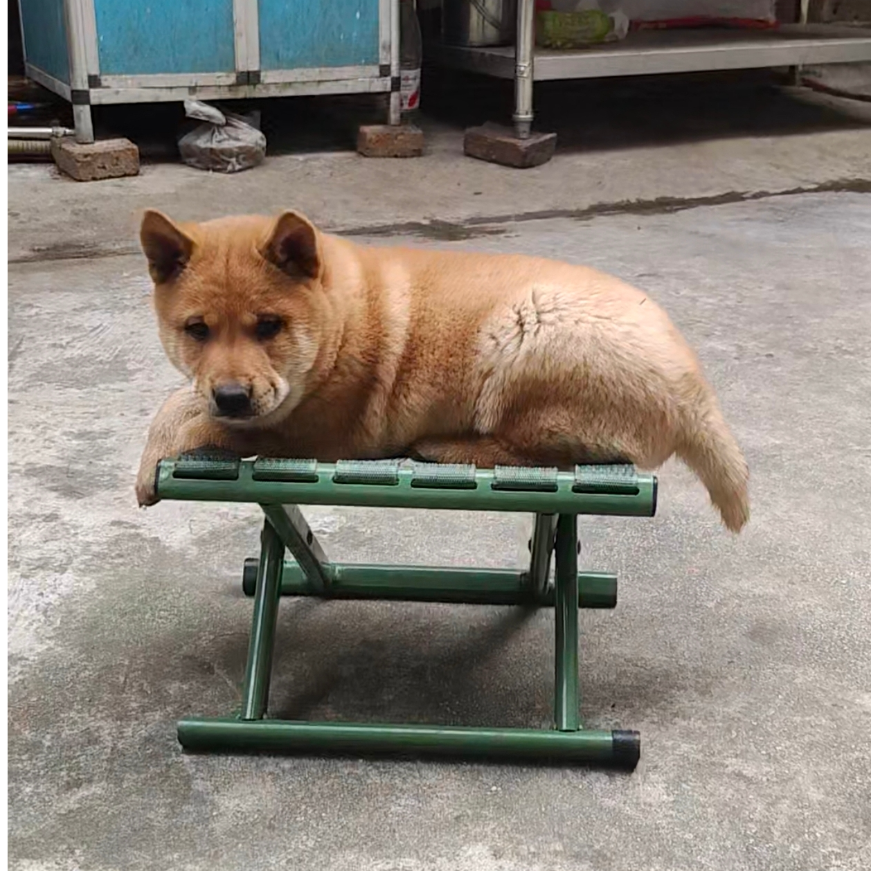 中华田园犬活体幼犬链接