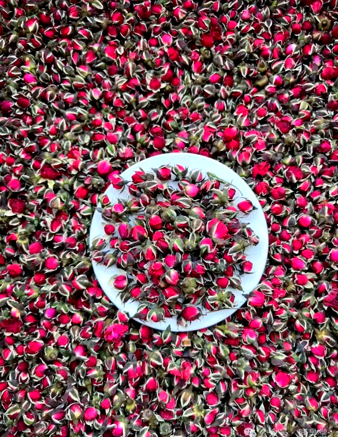 云南金边玫瑰无硫花苞手工采摘干玫瑰花茶清香适合女性泡茶