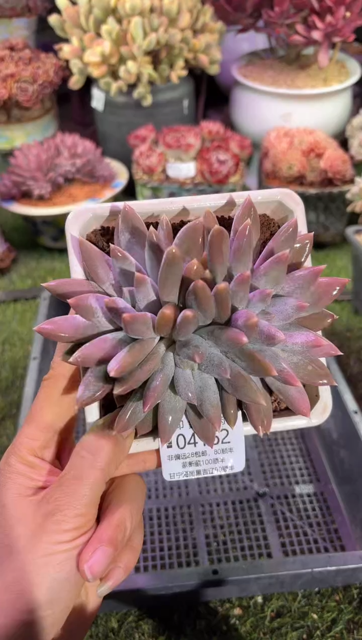 【闪购商品】04162