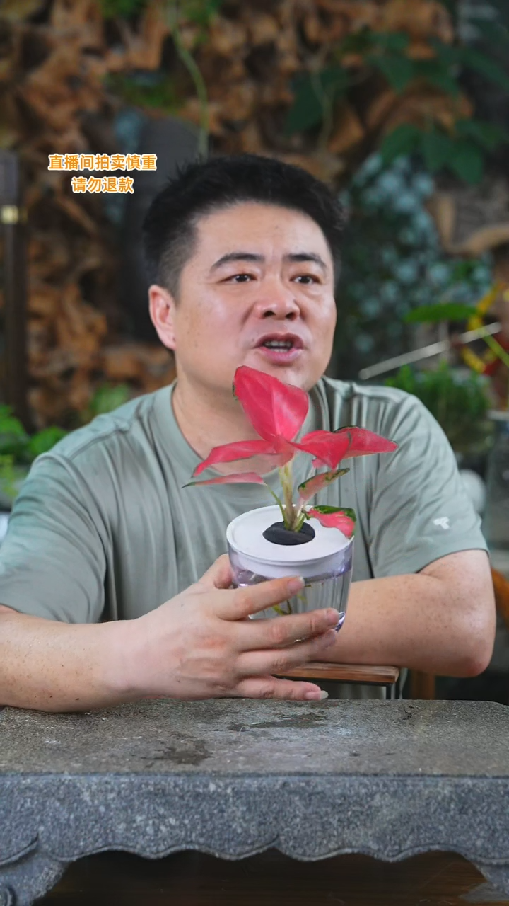 完全开放红珊瑚亚克力