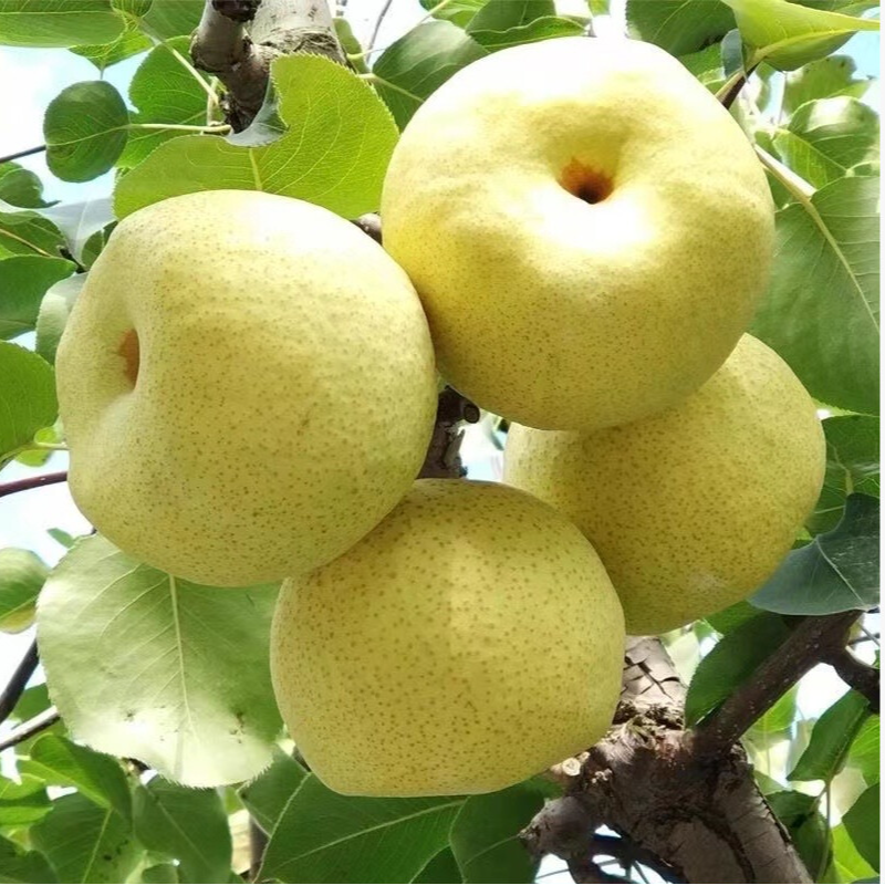 W砀山正宗酥梨当季鲜果脆甜多汁皮薄 整箱老树砀山梨