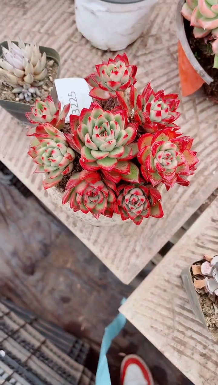 小*妈跃跃精品多肉03225