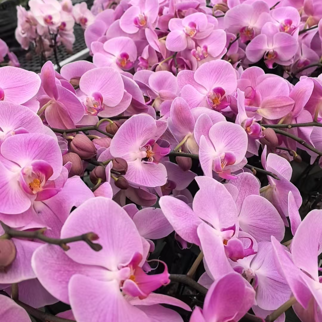 【迷雾】蝴蝶兰大苗盆栽带花剑全花发货四季开花室内花卉绿植