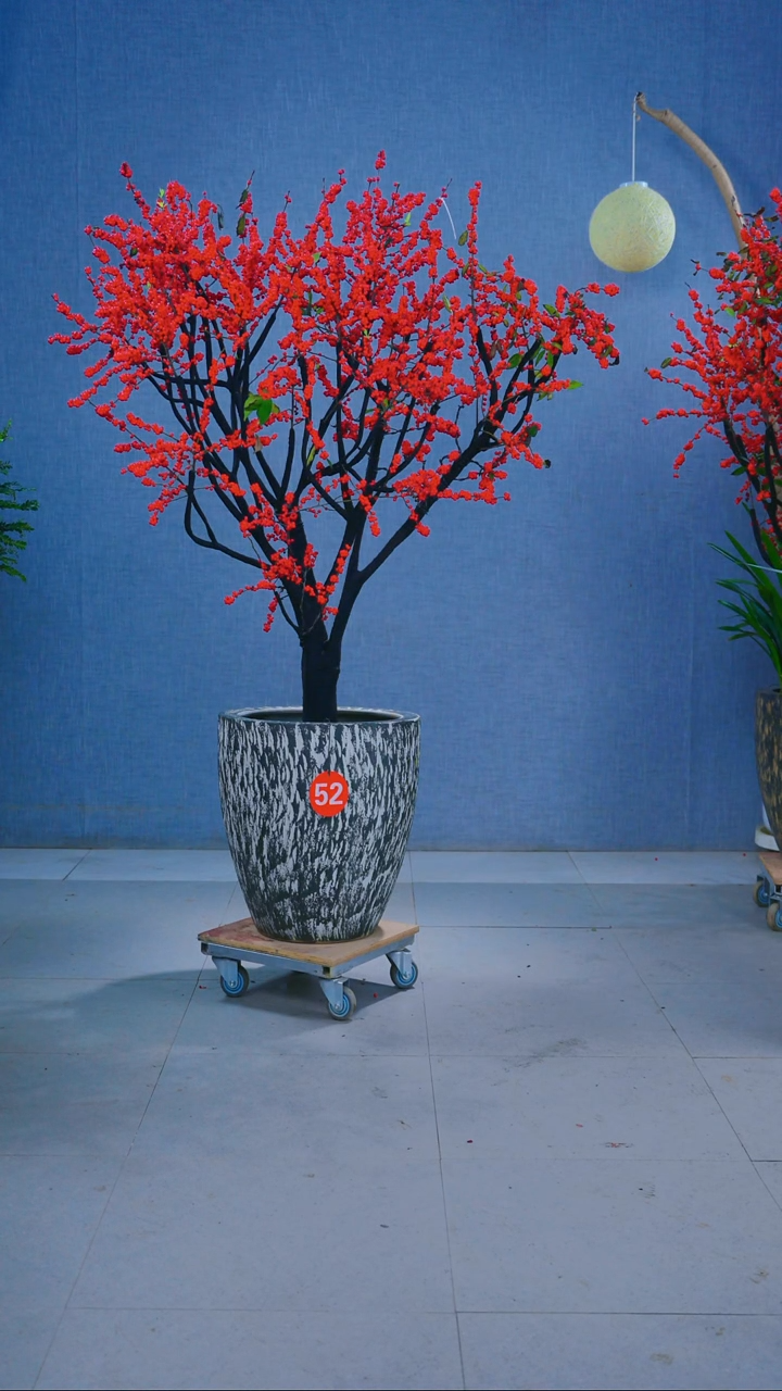 无花朵阿*52号盆链接