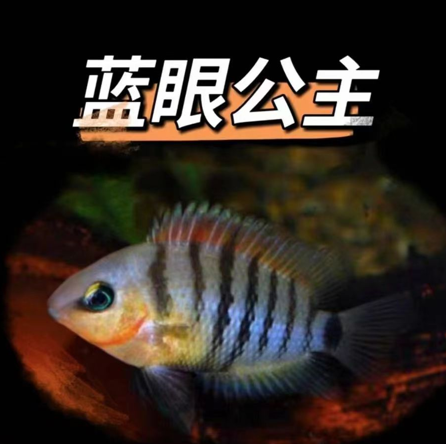 蓝眼公主热带鱼观赏鱼