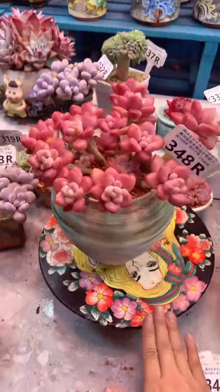 348R（一物一拍，精品多肉，所见即所得 ）