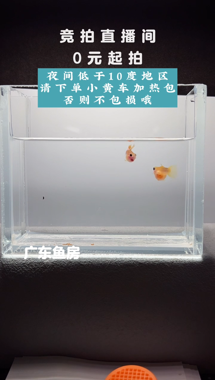 孔雀鱼幻彩短球一对编号60